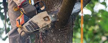 Best Tree Trimming and Pruning  in Rosamond, CA