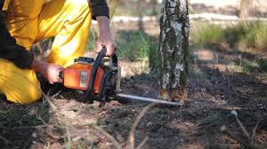 Trusted Rosamond, CA Tree Services Experts