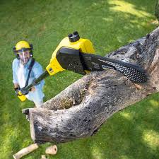 Best Tree Health Inspection  in Rosamond, CA