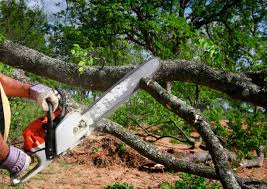 Best Hedge Trimming  in Rosamond, CA