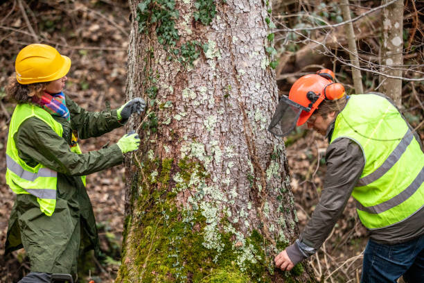 Best Tree Risk Assessment  in Rosamond, CA