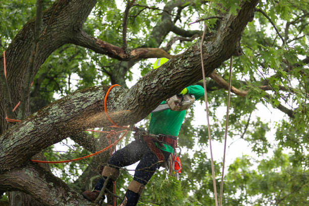 How Our Tree Care Process Works  in  Rosamond, CA