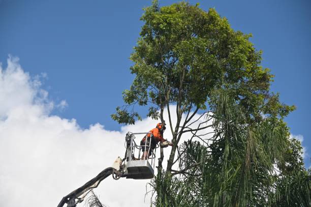 Best Tree Mulching  in Rosamond, CA