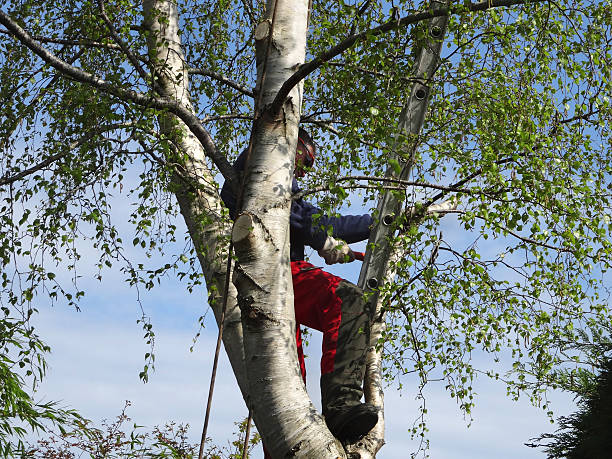 Best Tree Preservation Services  in Rosamond, CA