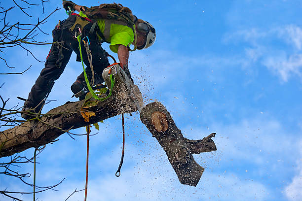 Best Emergency Tree Removal  in Rosamond, CA