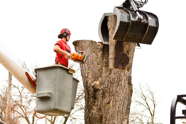 Best Tree Trimming and Pruning  in Rosamond, CA